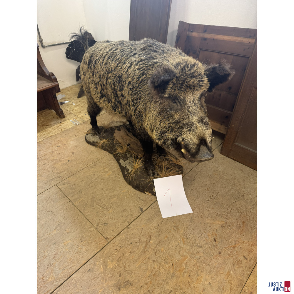 Ganzk&ouml;rperpr&auml;parat eines ausgewachsenen Wildschweins