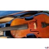 Viola
