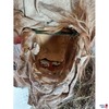 2 Perchtenmasken mit einem schwarzen Fell und Stock mit Geisfuß