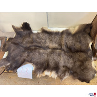 Gegerbtes Wildtierfell - Zustand gut - 135 cm