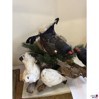 Pr&auml;parat von europ&auml;ischen Raufu&szlig;huhnarten Birkhahn