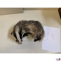 Ganzk&ouml;rperpr&auml;parat europ&auml;ischer Dachs - 40 cm lang