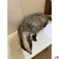 Ganzk&ouml;rperpr&auml;parat - Dachs 80 cm L&auml;nge
