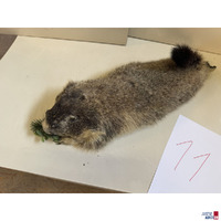 Pr&auml;parat eines Murmeltieres