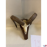 Pr&auml;parierte Sch&auml;deltroph&auml;e eines Mufflon-Widders auf Holztroph&auml;enschild