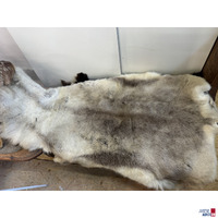 Gegerbtes&nbsp;skandinavisches Rentierfell 135 cm - Zustand gut
