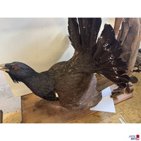 Tierpr&auml;parat balzender Auerhahn
