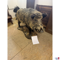 Ganzk&ouml;rperpr&auml;parat eines ausgewachsenen Wildschweins
